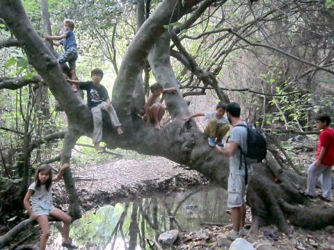 Waldpädagogik Olympos Baum